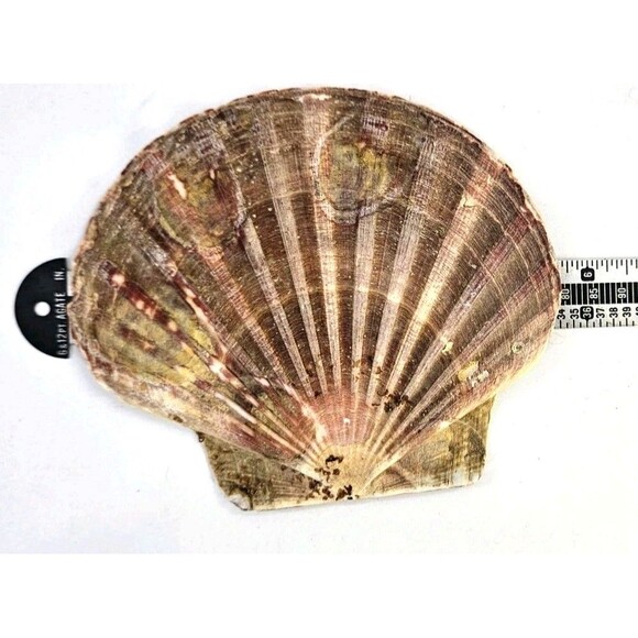 Vtg Mixed Lot of 3 Big 4" to 6" Seashells Crafts Home Beach Ocean Decor Unique - Picture 4 of 16